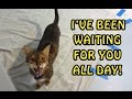 Cats Welcoming Owners Home 2017 NEW