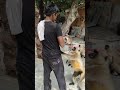 Angry 👺Langur | Langoor Attack | गुस्सैल Langur | लंगूर का गुस्सा क्यों आया |