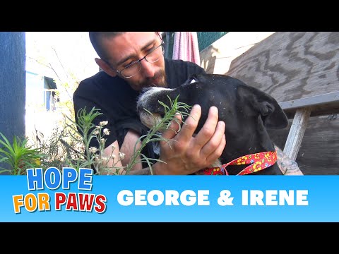 A man thought he betrayed a dog and didn't realize he saved his life! #pitbull