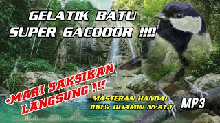 Download lagu GELATIK BATU SUPER GACOR MASTERAN TERAPI AIR MENGALIR mp3