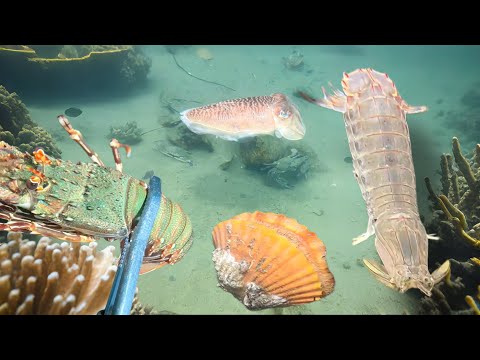 Relaxing under the sea - Diving to catch seafood, shrimp, lobster, crab, sea cucumber - January 26