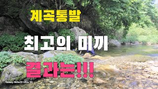 계곡통발낚시  최고의 미끼 왕창 잡아서 통발안에 넣었더니 결과는!!!!  술안주 잡아보자