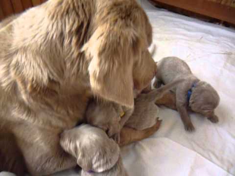 CHS Crazy Forever-štěňátka 18.den, už vidíme a běháme :-)