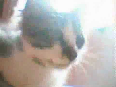 abdelilah costa rica :   gatos bellos