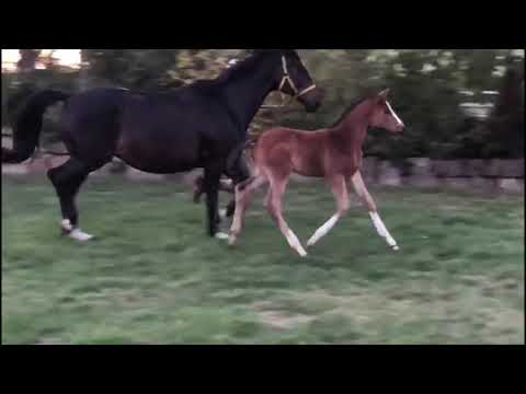 Stutfohlen von High Motion x Kostolany