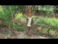 Harvesting Fresh Palm Juice In Village Peaceful Indian Village Life 4K