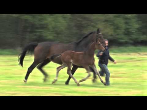 Stutfohlen Zinedine Stakkato