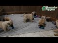 Mixed Breed dogs for sale: Adorable  Special Needs - Video 1