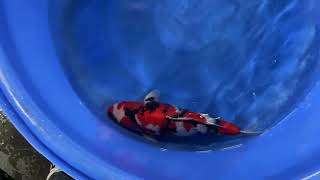 video van Showa 2404057