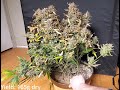 Timelapse Of Gorilla Glue Auto From Fastbuds 165 Grams Dry