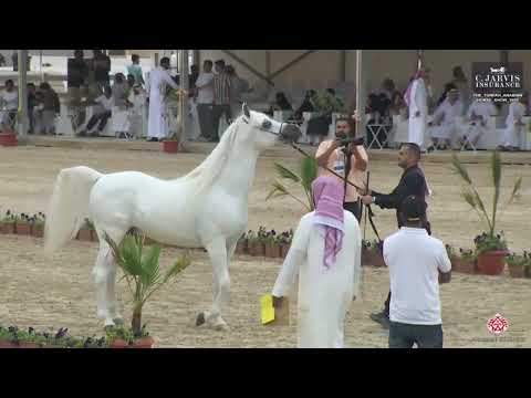 N 276 AA TRUE JUSTICE   The Turfah Arabian Horse Show 2023   Stallions 10+ Years Old Class 12