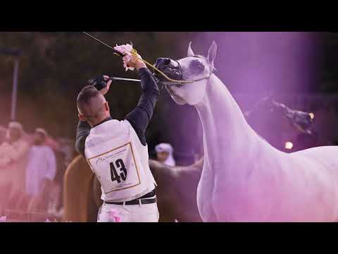 TM BELLA - Bronze Champion Junior Filly - GCAT Muscat 2024