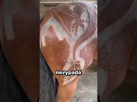 Proč je holí?!😨🐎#shorts