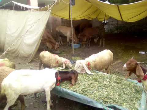 Murtaza joyia ( qurabni animal