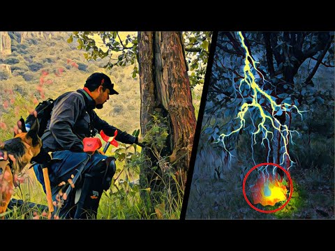Vio Caer un RAYO en un ÁRBOL y 50 Años Después Encuentro Esto Debajo de Él