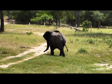 Djuma Private Game Reserve Live Stream: lone elephant in for quick drink