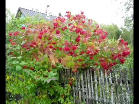 Maer Yanko. Калинушка