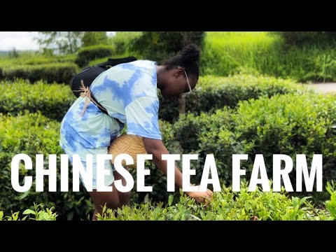 Tea farm in China | Chinese tea plantations , Visiting a Chinese tea farm in Guiyang Vlog