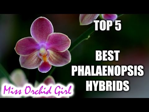 , title : 'Top 5 Phalaenopsis Orchid Hybrids worth having'