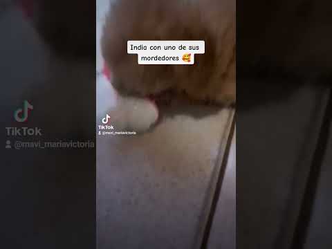 Caniche - los mejores mordillos para India 🥰 #indiarosarina #dogs #dogslover  #pets #perros