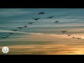 Instrumental Music To Relaxing Work Sleep And Calm Your Mind André Godoi