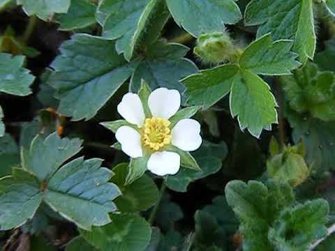 Potentille Faux-Fraisier