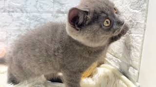 ブリティッシュショートヘアの動画01