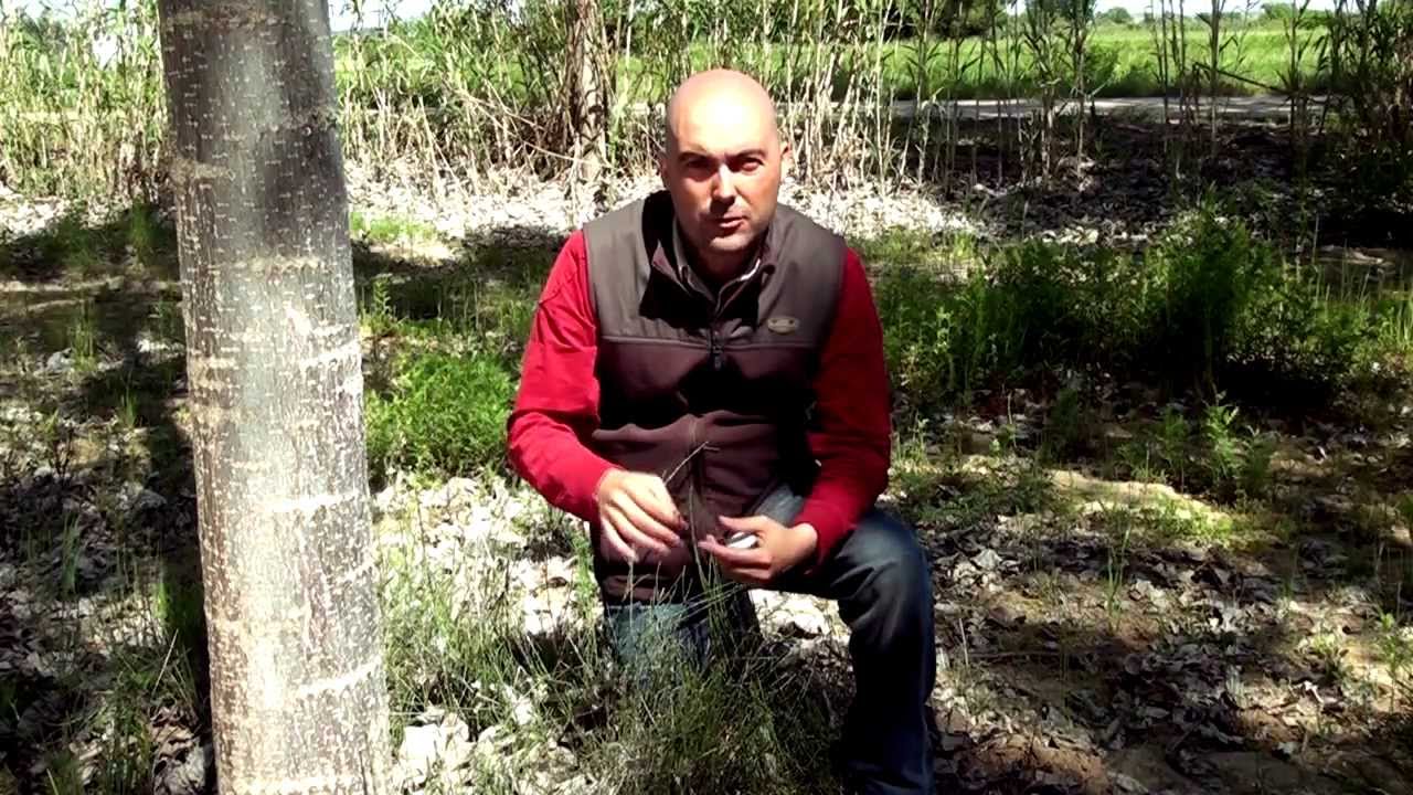 Donde consigo sílice