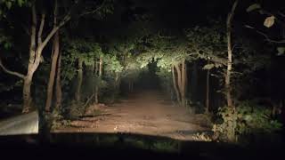 night drive through Illambazar jungle soft roads