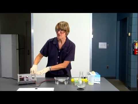 DNA gel electrophoresis lab demo