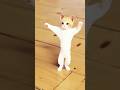 Chunni Mai Cat Dance Happynewyear