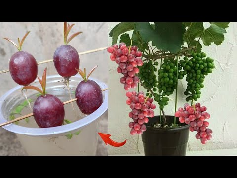 , title : 'Best Skills how to grow Grape tree from grape fruit in water'