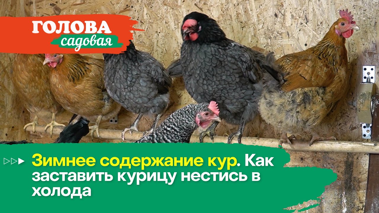 Голова садовая - Зимнее содержание кур. Как заставить курицу нестись в холода