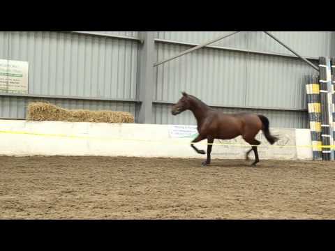 BLM Sport Horses - 3yr Old Bay Gelding : Potential Show Jumper