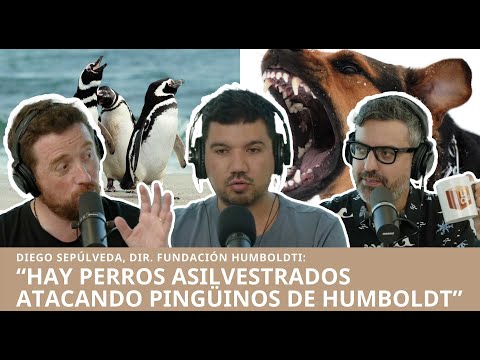 "Hay perros asilvestrados atacando pingüinos de Humboldt en Antofagasta": Dir. Fund. Humboldti