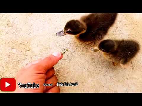 duckling baby with  hand feed|Very hungry my duckling cute baby|pets life tv49