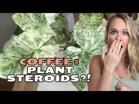I Tried Coffee Grounds On My Plants And This Happened!