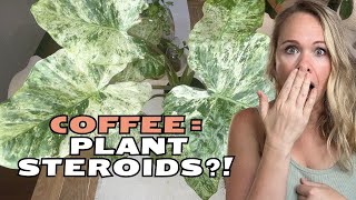 I Tried Coffee Grounds On My Plants And This Happened!