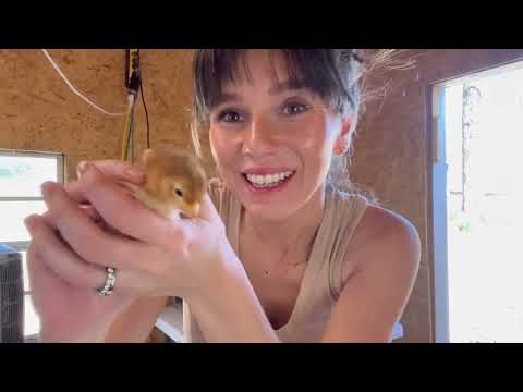 Backyard Chicken Coop Update...