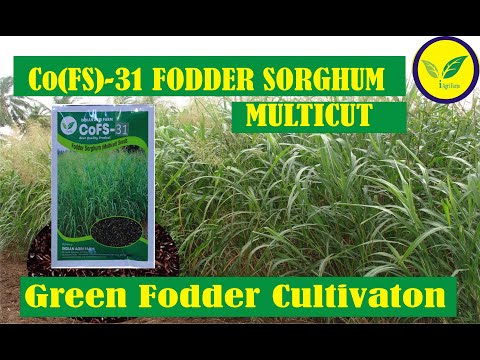 CoFS31 Fodder Sorghum /Jowar Seeds (Multicut/Perennial)