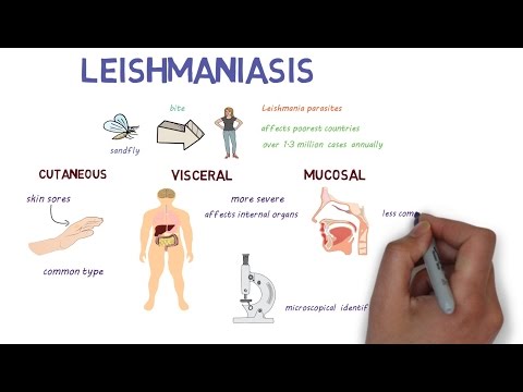 A leishmaniasis és tünetei - A mediterrán térségbe utazóknak