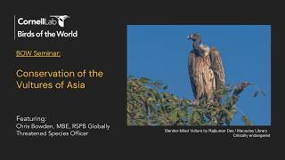 Conservation of Vultures in Asia with Chris Bowden, MBE, RSPB