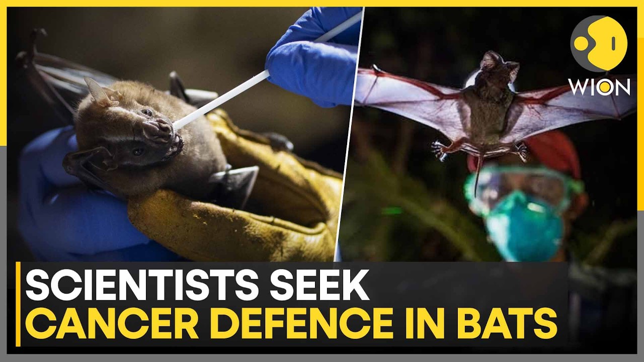 Bat DNA Offers New Cancer Research Clues; Researchers Find Copies of Immune Genes | WION