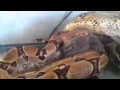 Rambo Vs Rabbit