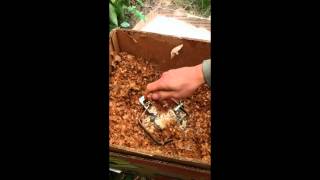 Best way to catch rats get rid of rat quickest method