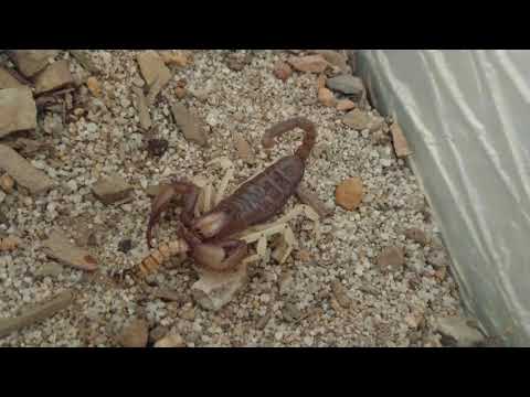 Škorpión hrabavý (Opistophthalmus sp.) — video o chove a starostlivosti