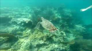 Snorkeling Looe Key Reef