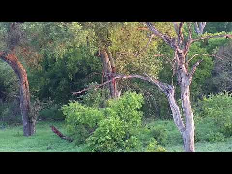 Djuma: Two Hyenas sniffing around drainage line across the dam - 05:31 - 01/17/2020