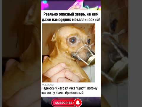 Мем #мемы #мем #смех #смешно #угар #юмор #прикол #lol #шутка #meme #рек #рекомендации #shorts #фон 3