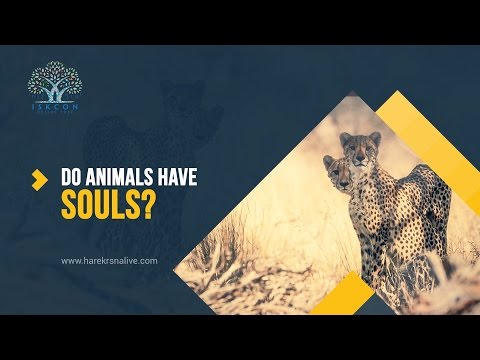 Do Animals have souls?